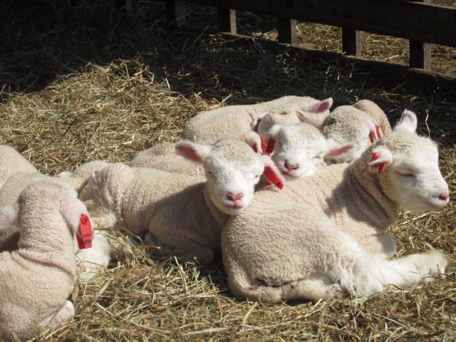 Вилла Yorkshire Farm Shintoku Экстерьер фото