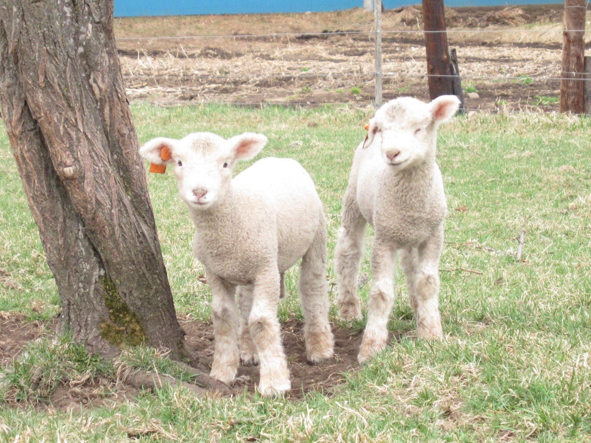 Вилла Yorkshire Farm Shintoku Экстерьер фото