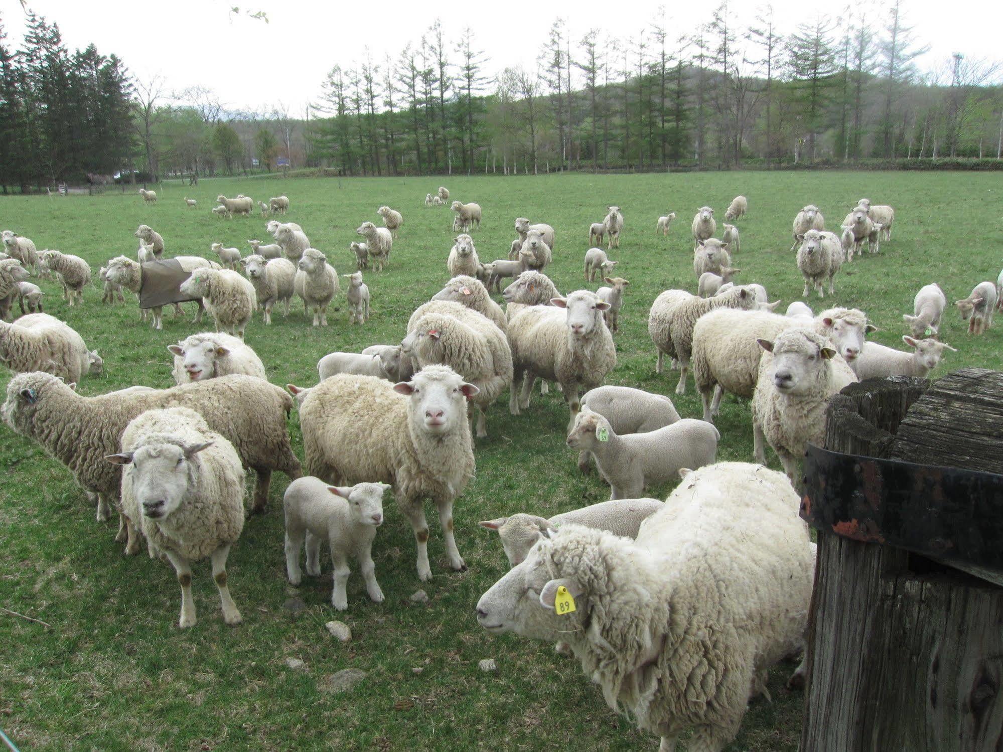 Вилла Yorkshire Farm Shintoku Экстерьер фото